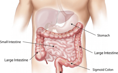 Groaning from Gut Discomfort? Try Acupuncture for Digestive Health Issues