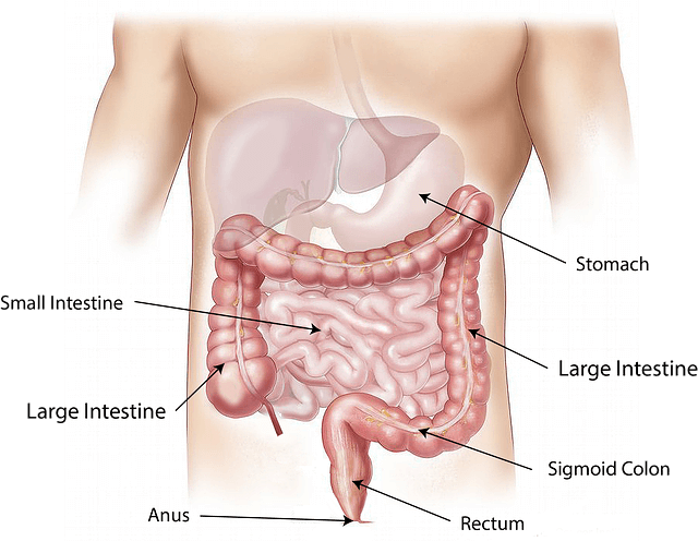 Groaning from Gut Discomfort? Try Acupuncture for Digestive Health Issues